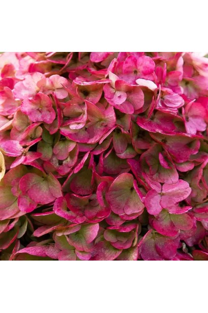 Фото гортензії Лівін Пінкі Проміс крупним планом — деталь квітки